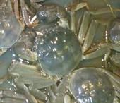 现货供应江苏大闸蟹价格_现货供应江苏大闸蟹厂家_世界工厂网产品信息库